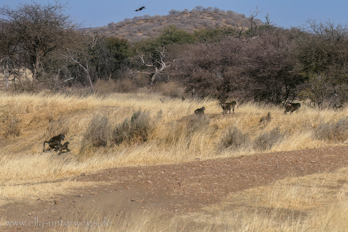 Namibia-Otjisazu-Farm-Windhoek-52.jpg