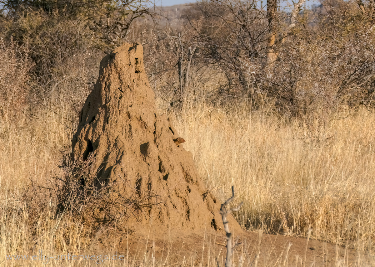 Namibia-Otjisazu-Farm-Windhoek-6.jpg