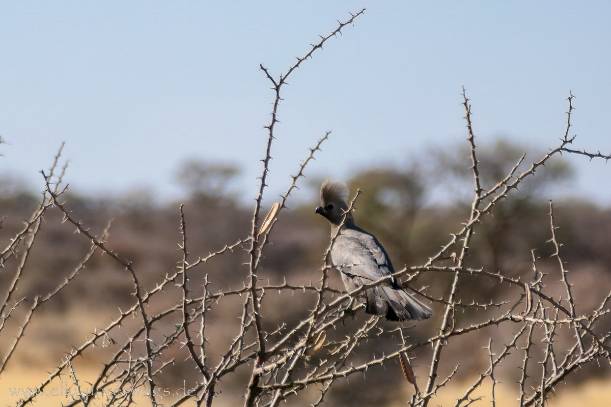 Namibia-Otjisazu-Farm-Windhoek-62.jpg