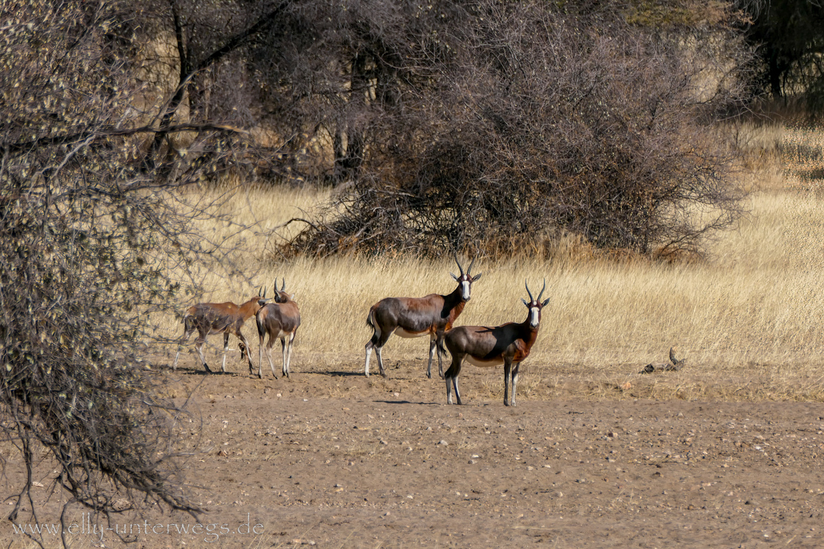 Namibia-Otjisazu-Farm-Windhoek-65.jpg