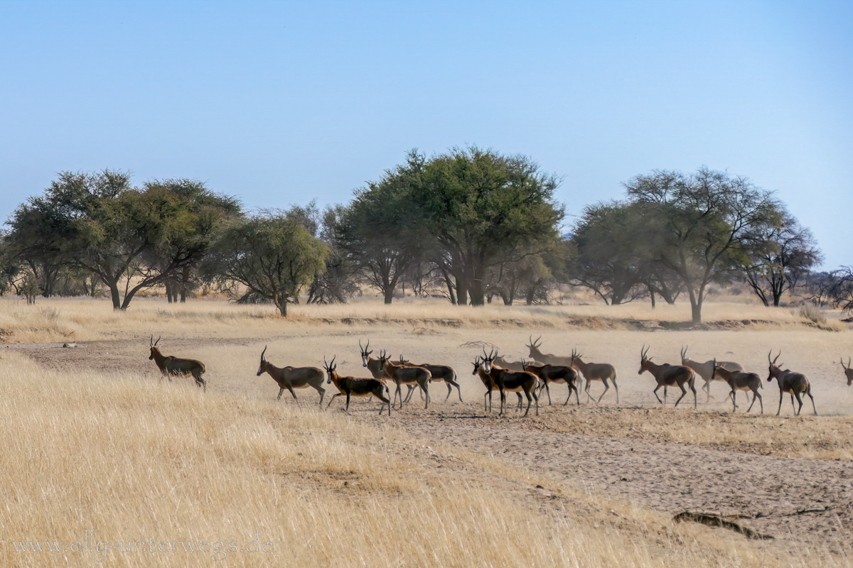 Namibia-Otjisazu-Farm-Windhoek-67.jpg