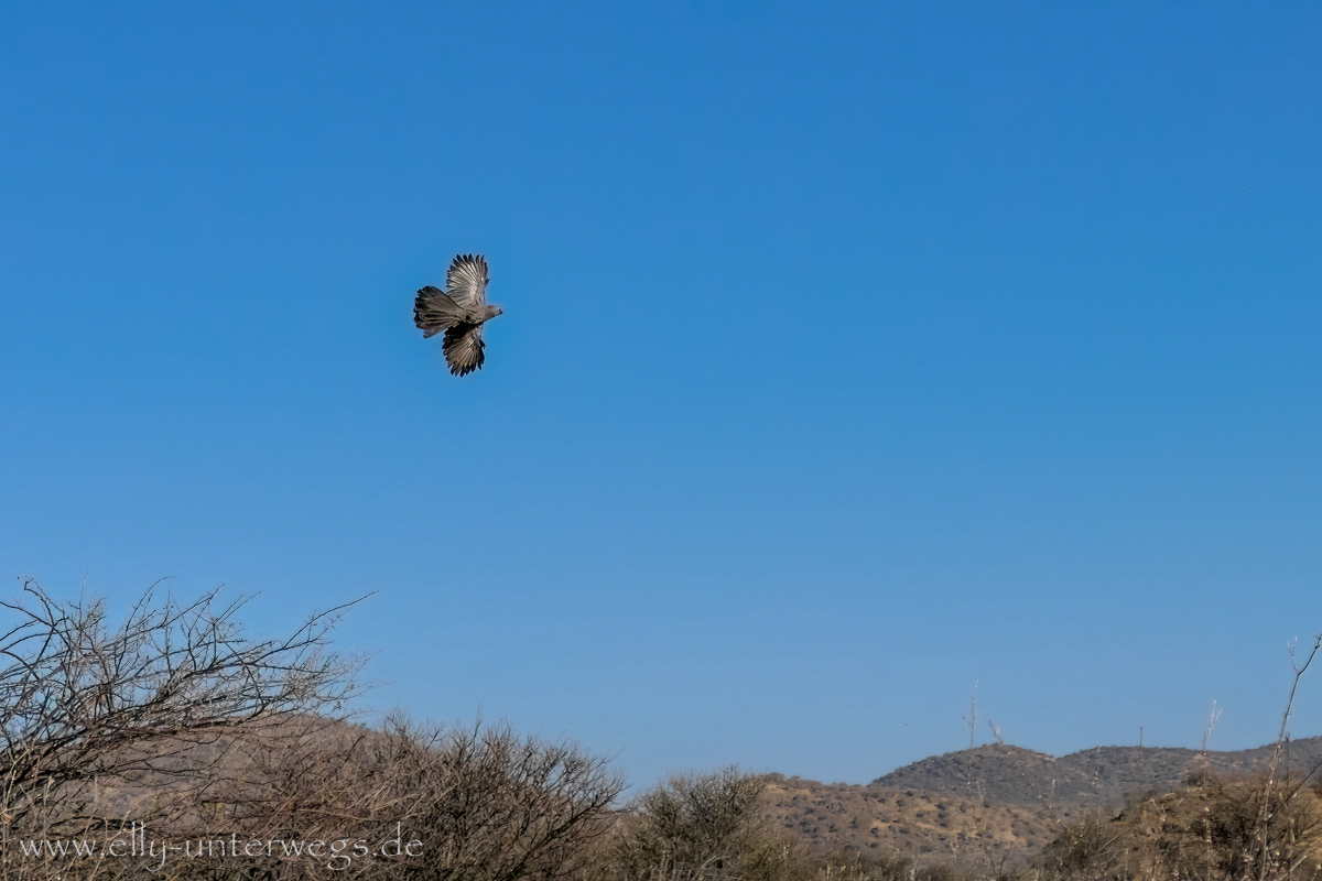 Namibia-Otjisazu-Farm-Windhoek-72.jpg