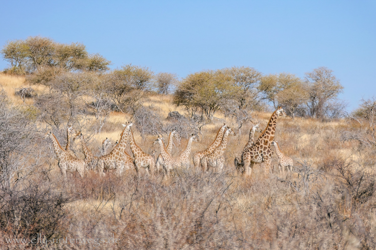 Namibia-Otjisazu-Farm-Windhoek-74.jpg