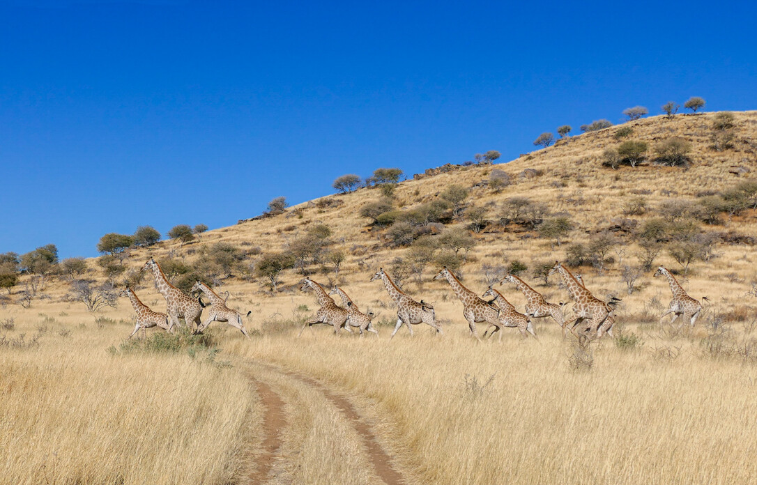 Eine Giraffenherde auf der Otjisazu-Gästefarm bei Windhoek Namibia