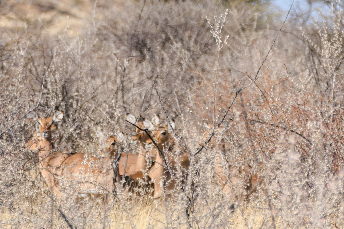 Namibia-Otjisazu-Farm-Windhoek-92.jpg