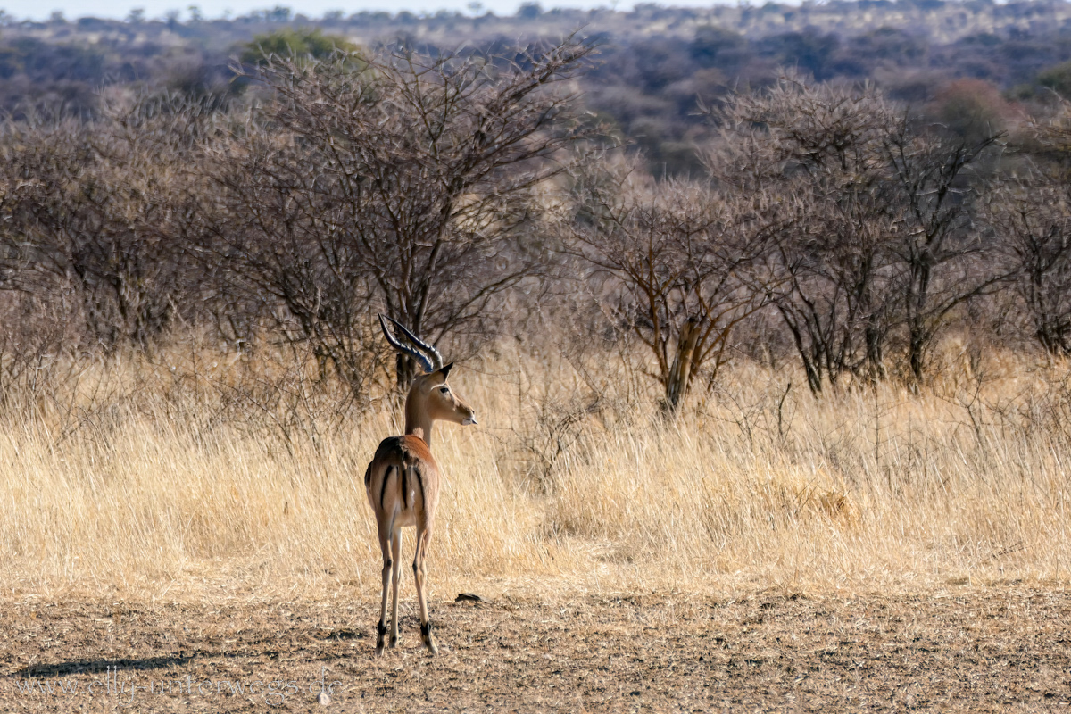 Namibia-Otjisazu-Farm-Windhoek-93.jpg