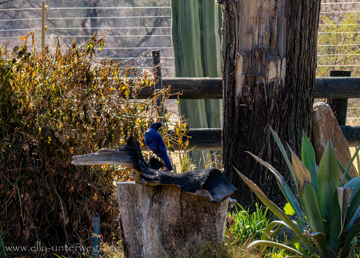 Otjisazu-Guestfarm-Namibia-96.jpg