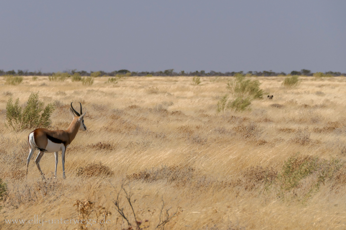Eine Hyäne und ihre Beute - die Antilope hat die Hyäne jedoch bemerkt und ist davon gelaufen
