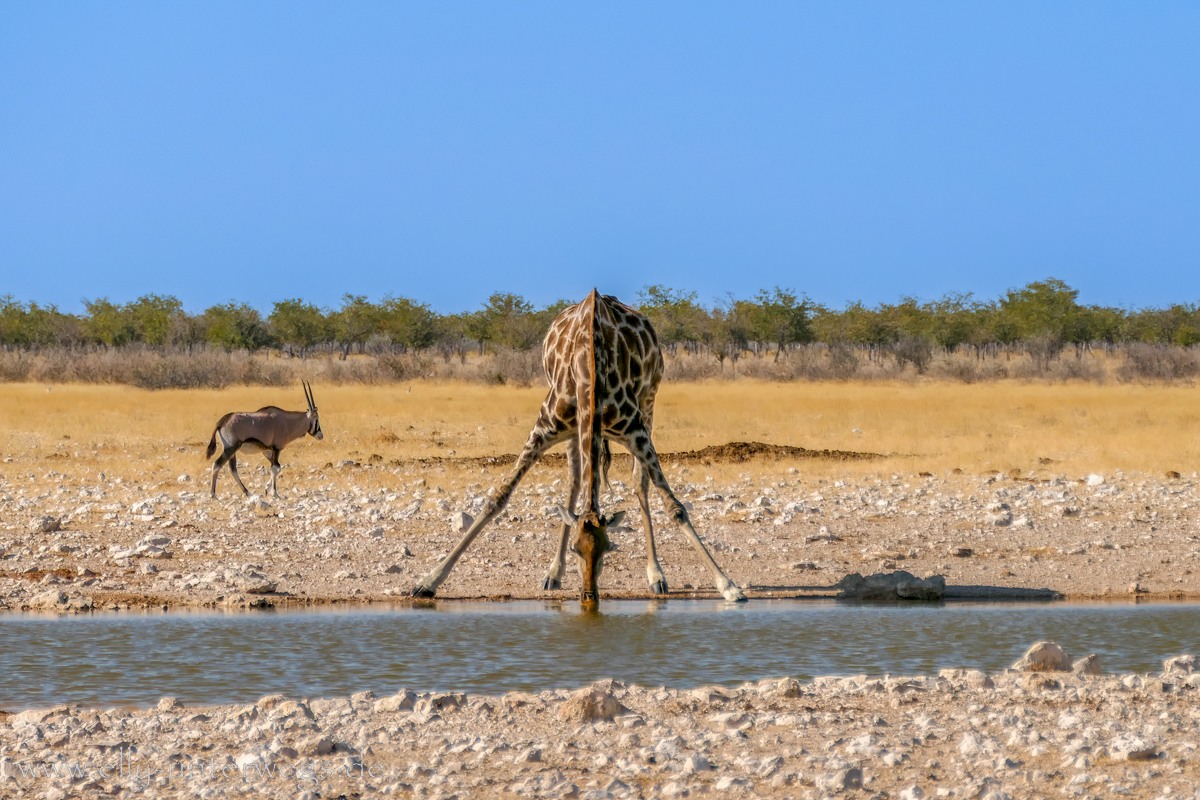 Etoscha-Okaukuejo-bis-Halali-65.jpg