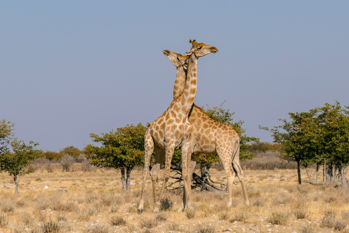 Giraffen im Etoscha Nationalpark