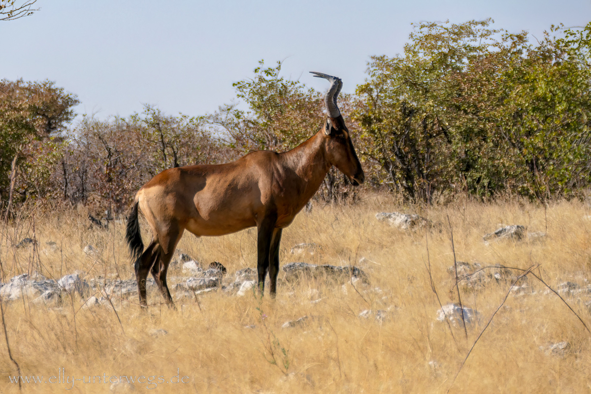 Etoscha-Okaukuejo-bis-Halali-87.jpg