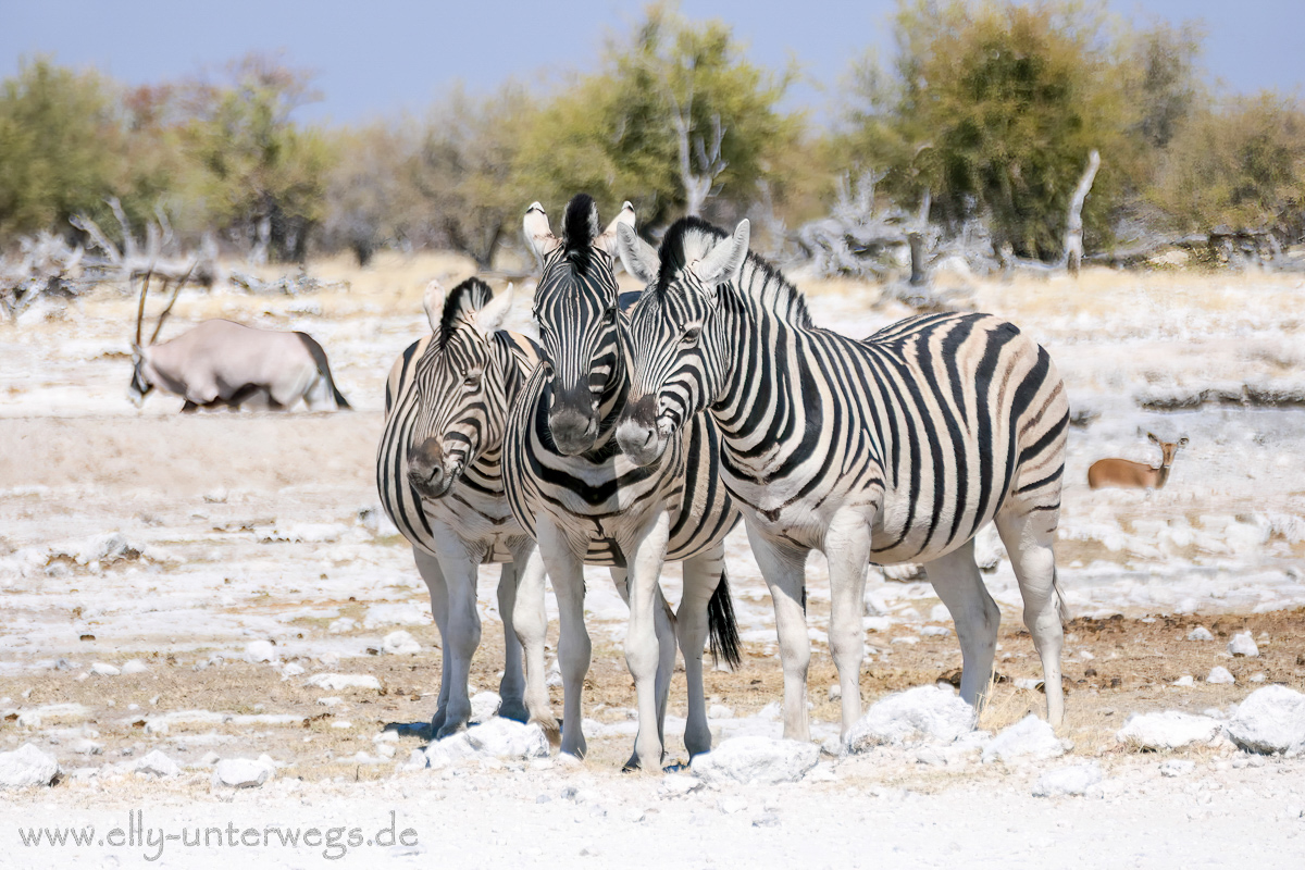 Zebras im Etoscha Nationalpark