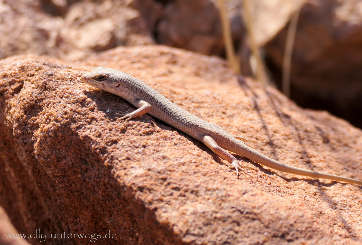 Felsgravuren-Twyfelfontein-70.jpg