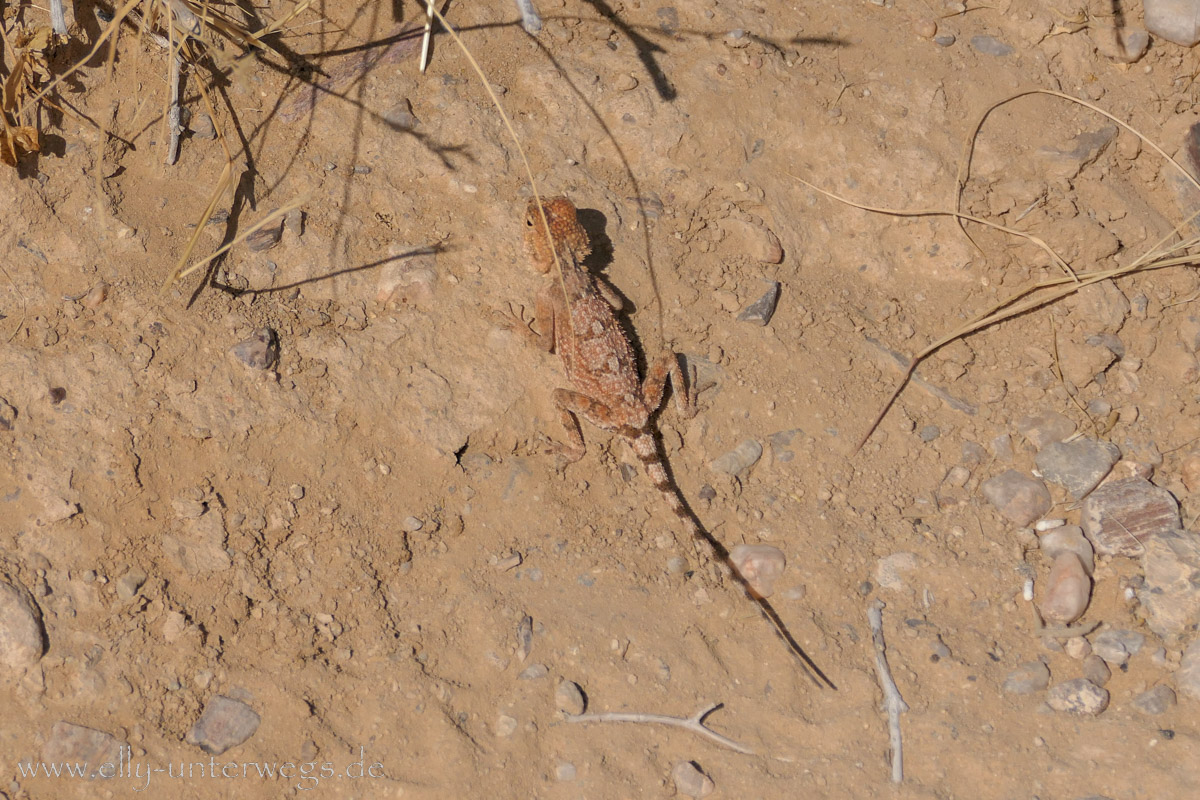 Felsgravuren-Twyfelfontein-86.jpg