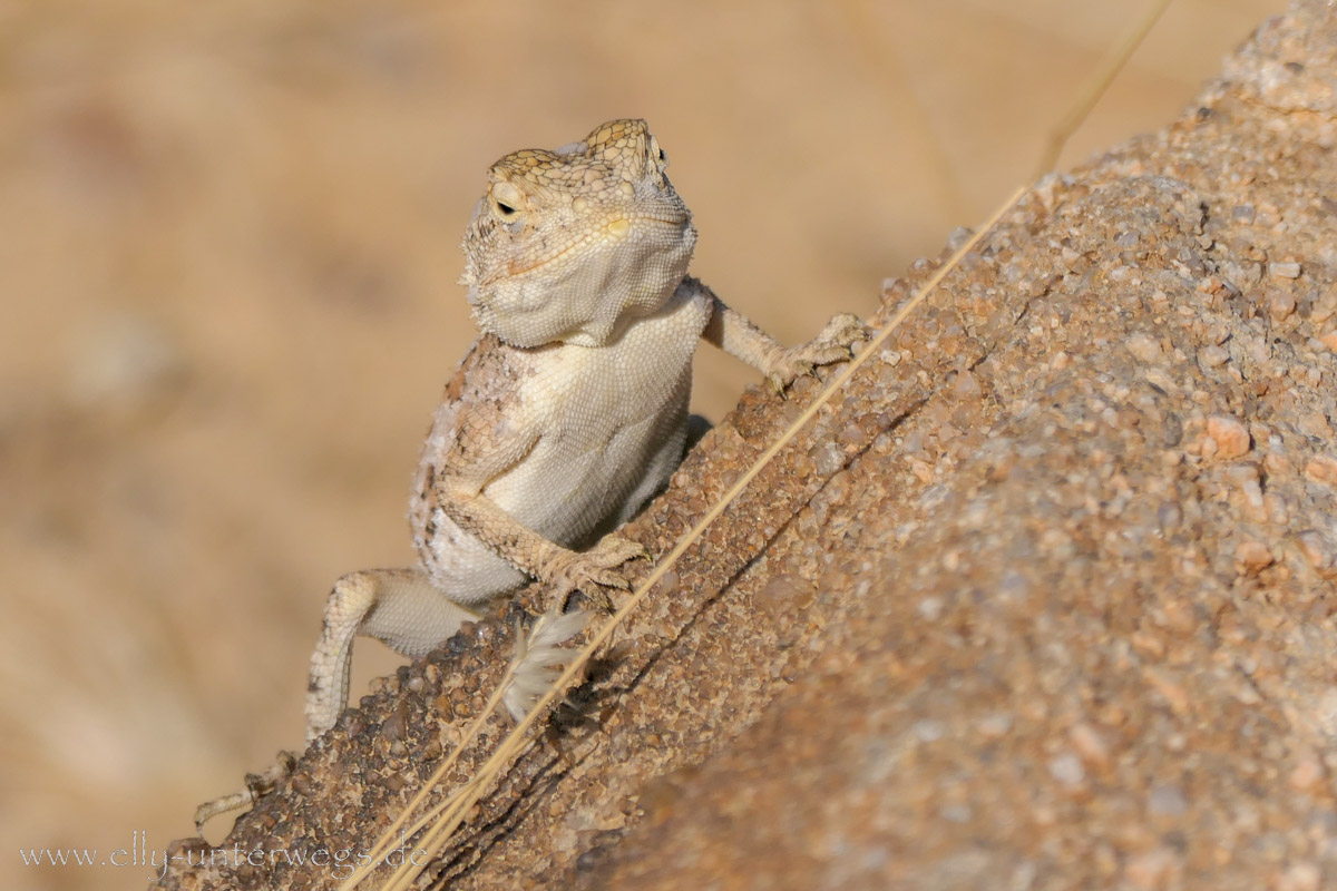 Felsgravuren-Twyfelfontein-87.jpg