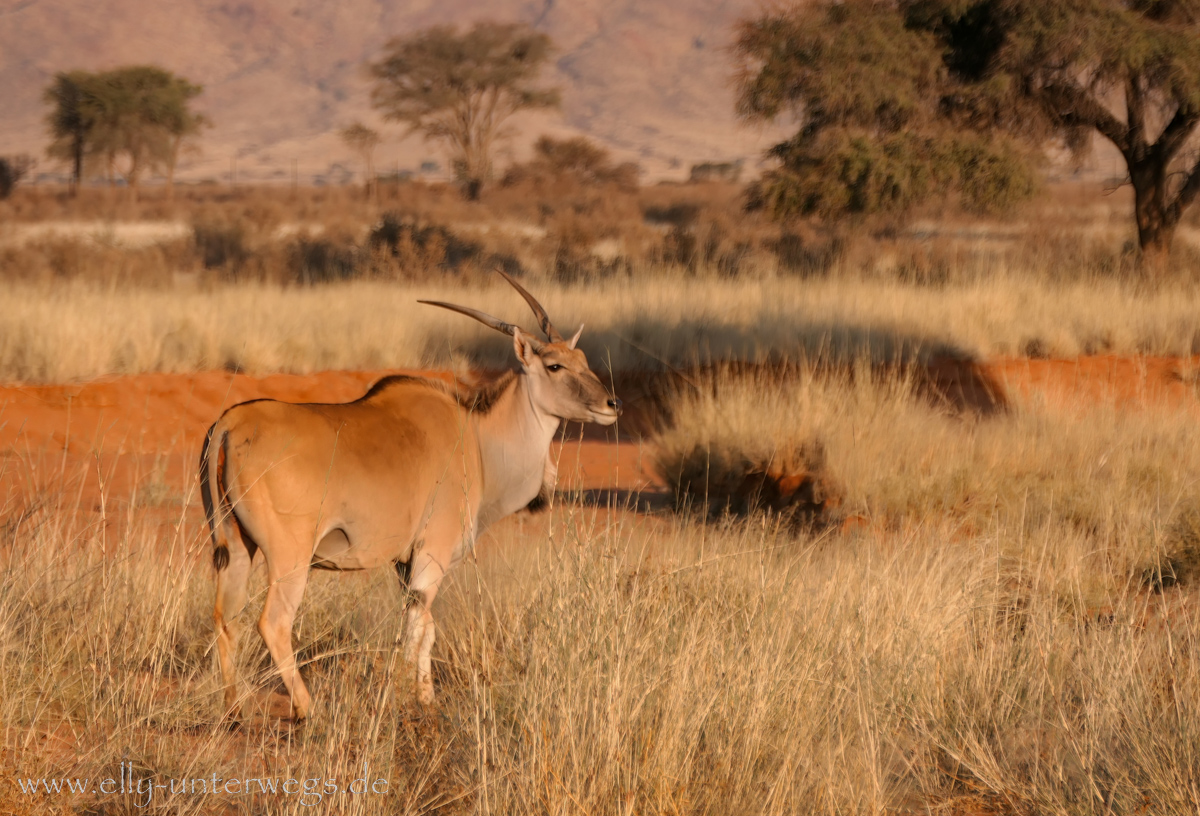 Hammerstein-Namibia-111.jpg