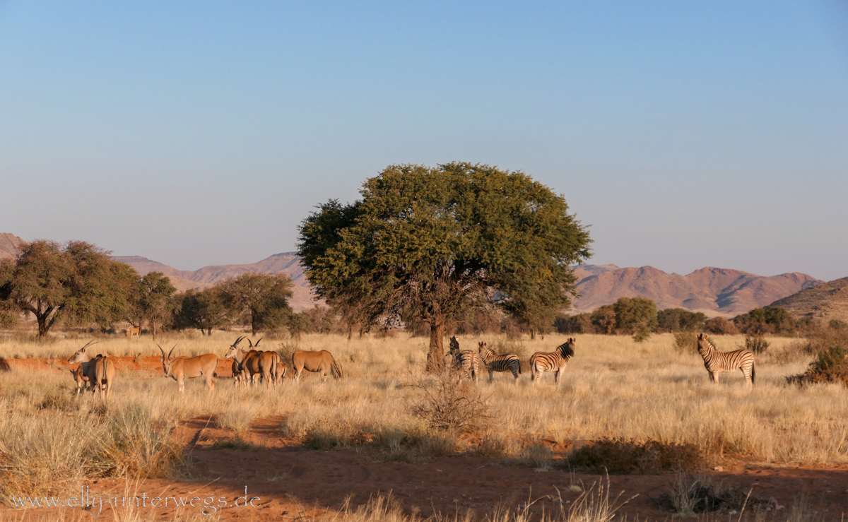 Hammerstein-Namibia-112.jpg