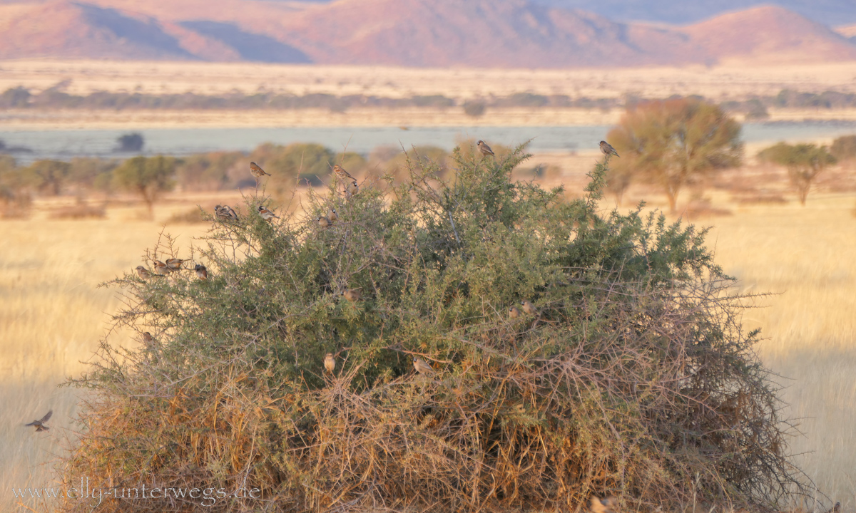 Hammerstein-Namibia-125.jpg