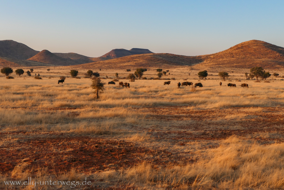 Hammerstein-Namibia-128.jpg