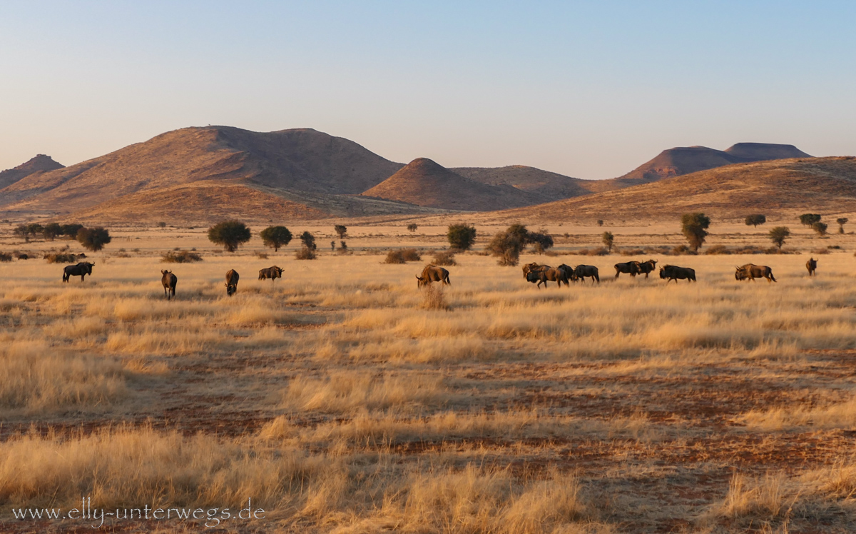 Hammerstein-Namibia-130.jpg