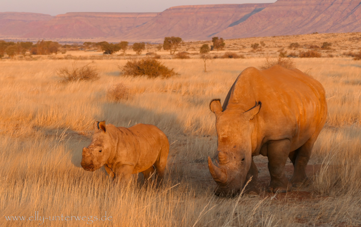 Hammerstein-Namibia-138.jpg