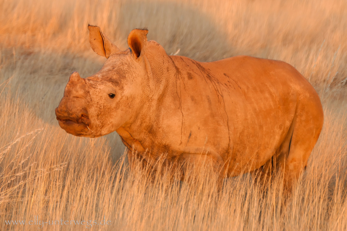 Hammerstein-Namibia-149.jpg