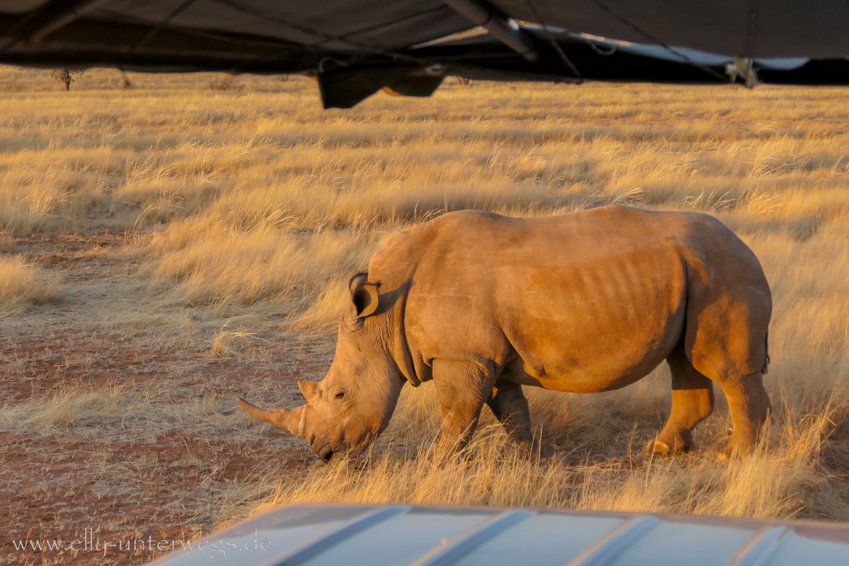 Hammerstein-Namibia-150.jpg