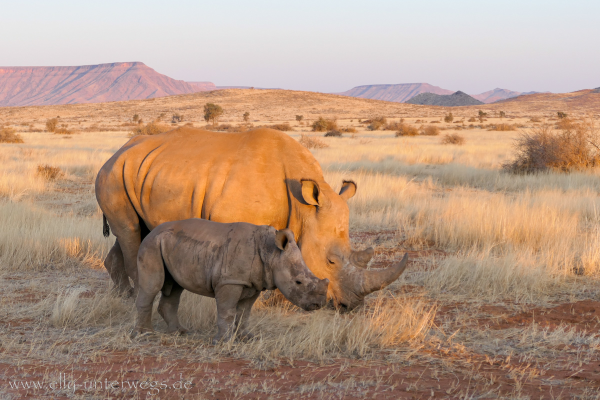 Hammerstein-Namibia-156.jpg