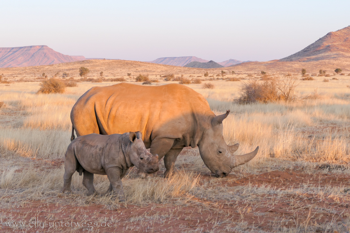 Hammerstein-Namibia-158.jpg