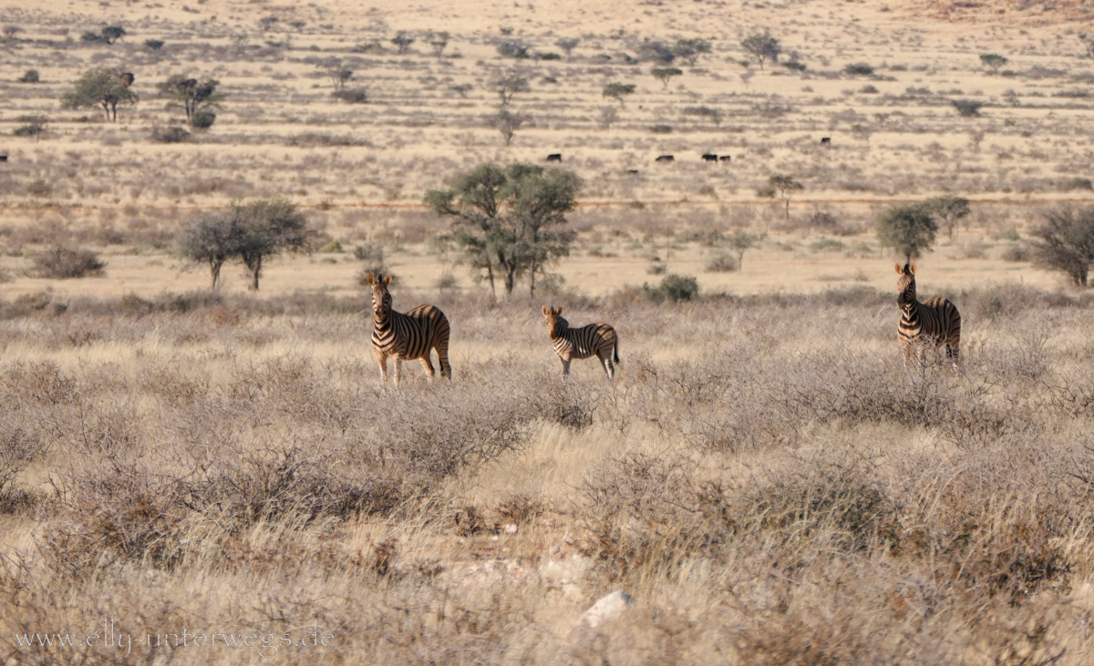 Hammerstein-Namibia-18.jpg