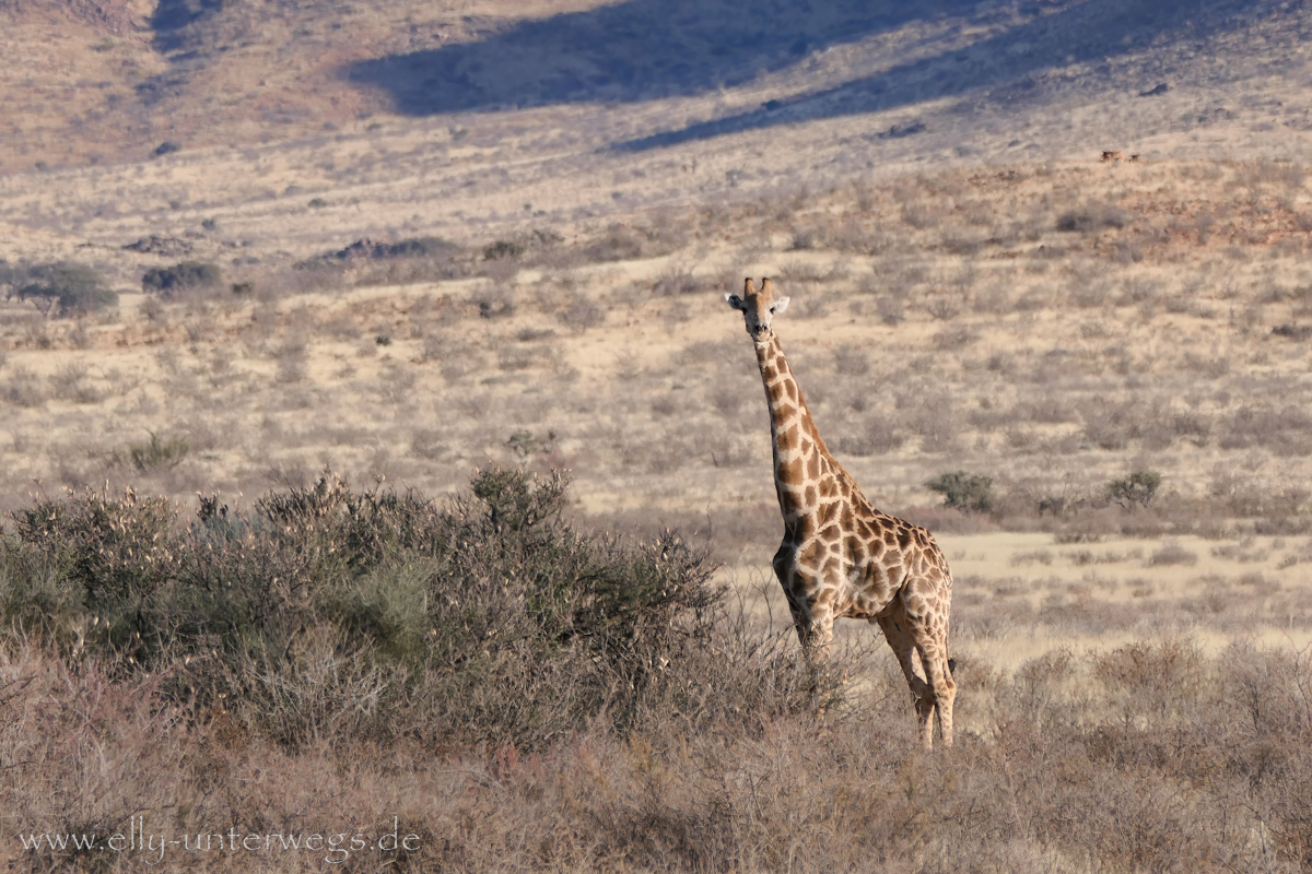 Hammerstein-Namibia-35.jpg