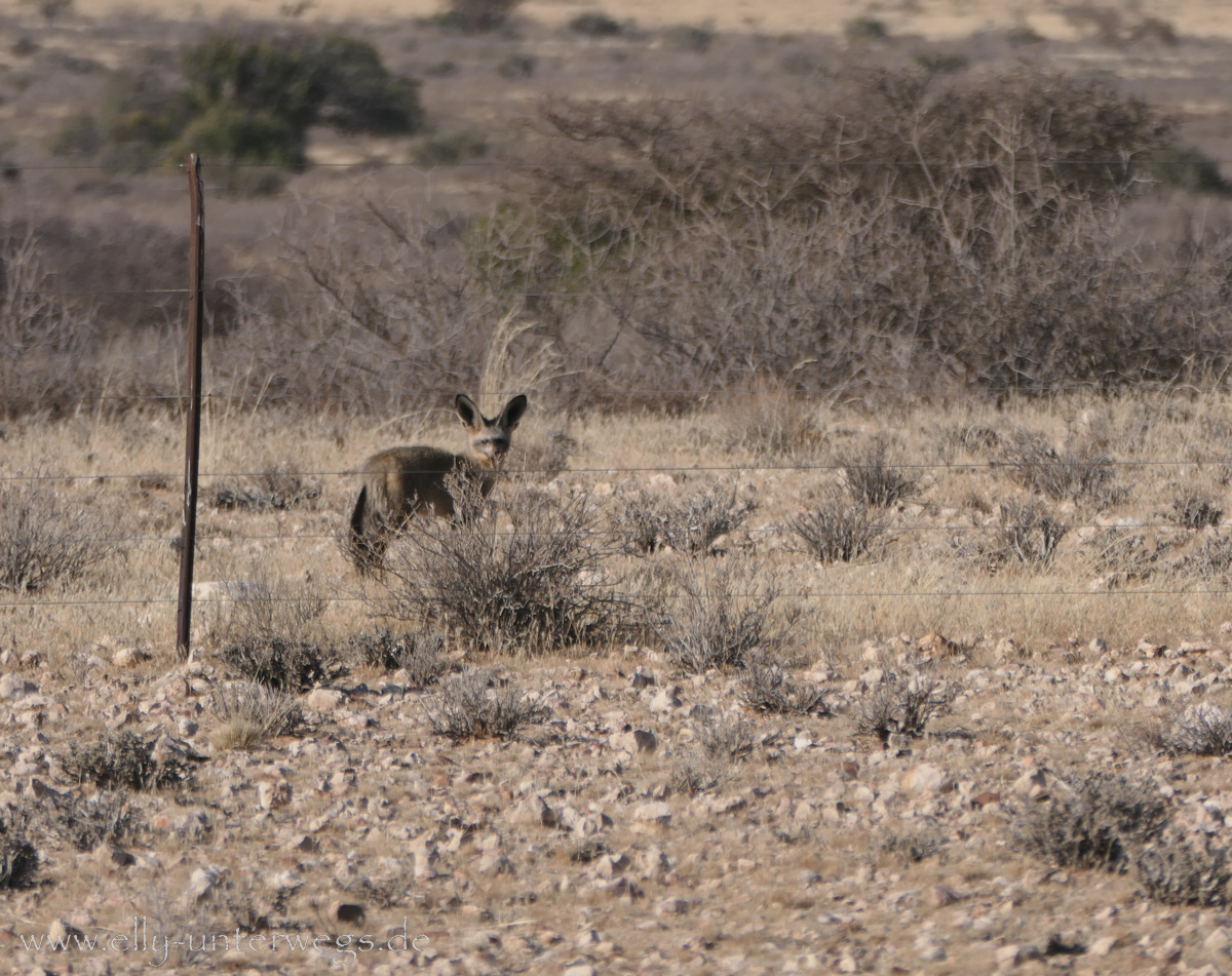 Hammerstein-Namibia-4.jpg