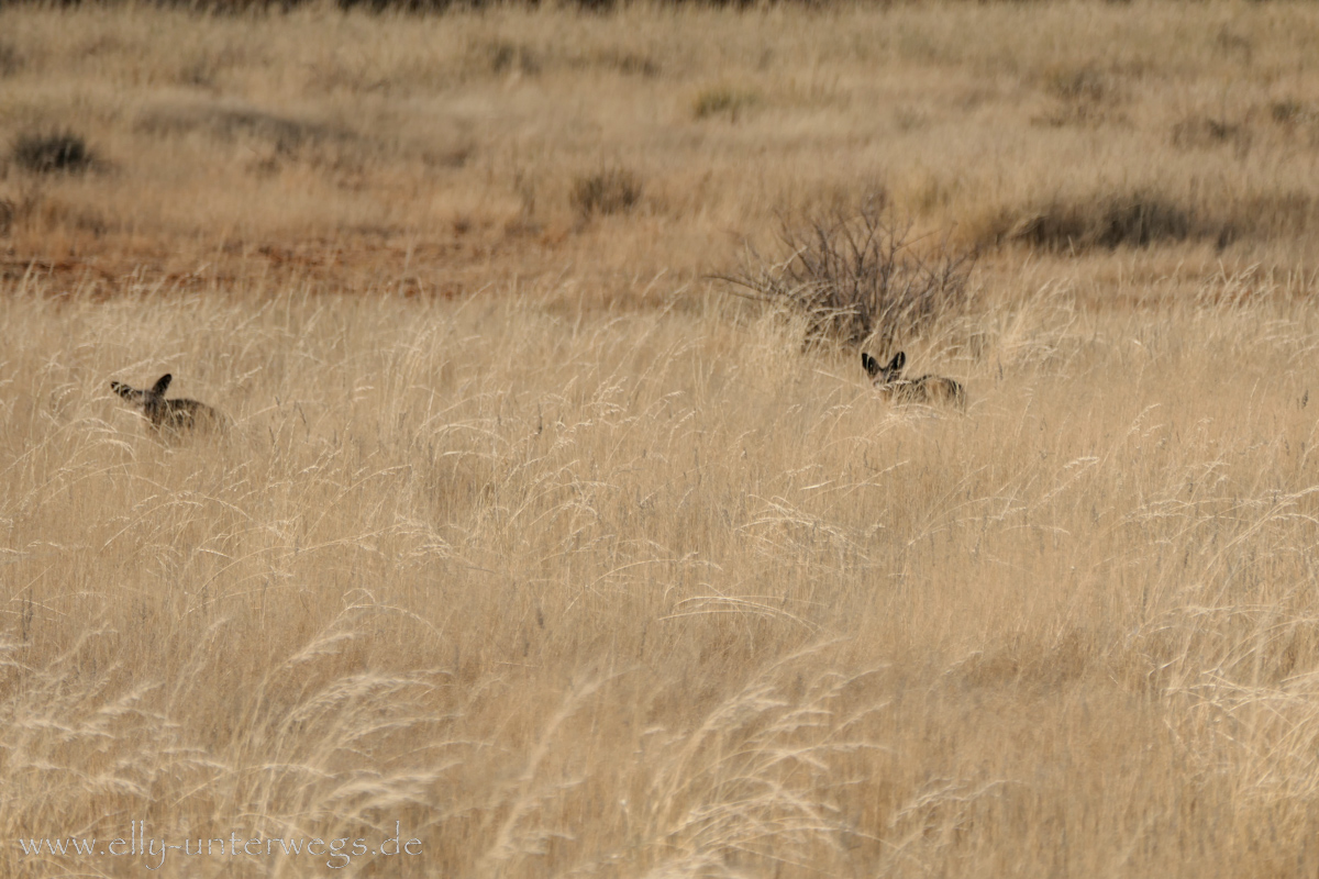 Hammerstein-Namibia-52.jpg