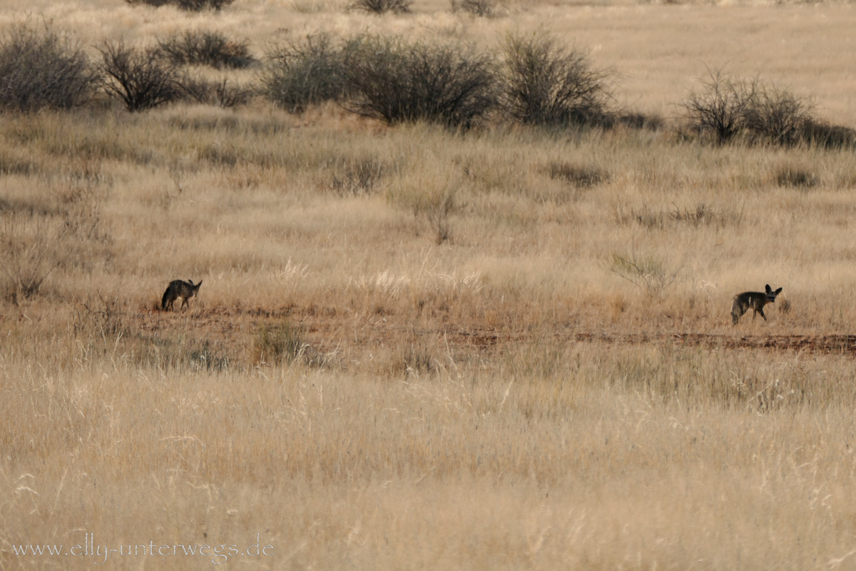 Hammerstein-Namibia-54.jpg