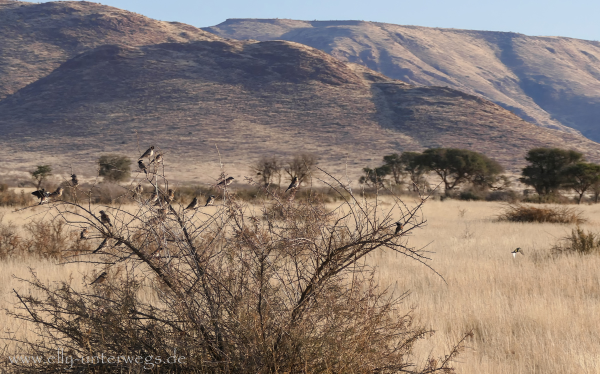 Hammerstein-Namibia-63.jpg