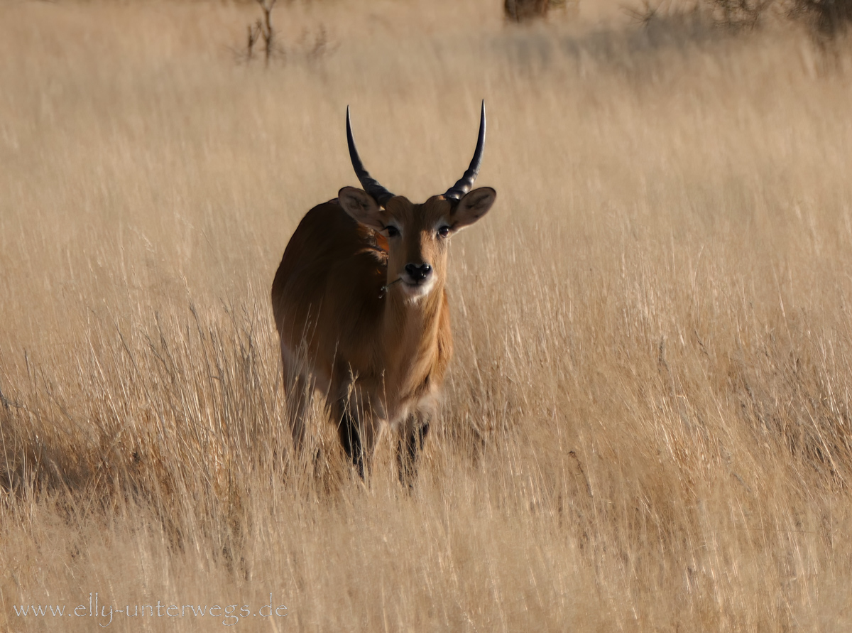 Hammerstein-Namibia-72.jpg