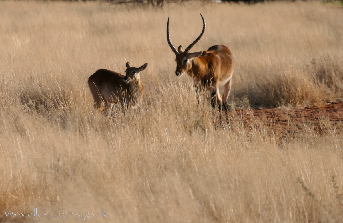 Hammerstein-Namibia-74.jpg