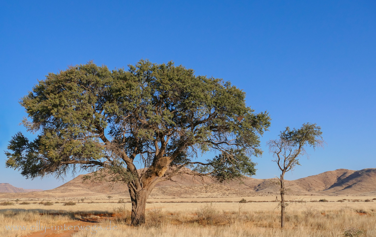 Hammerstein-Namibia-86.jpg