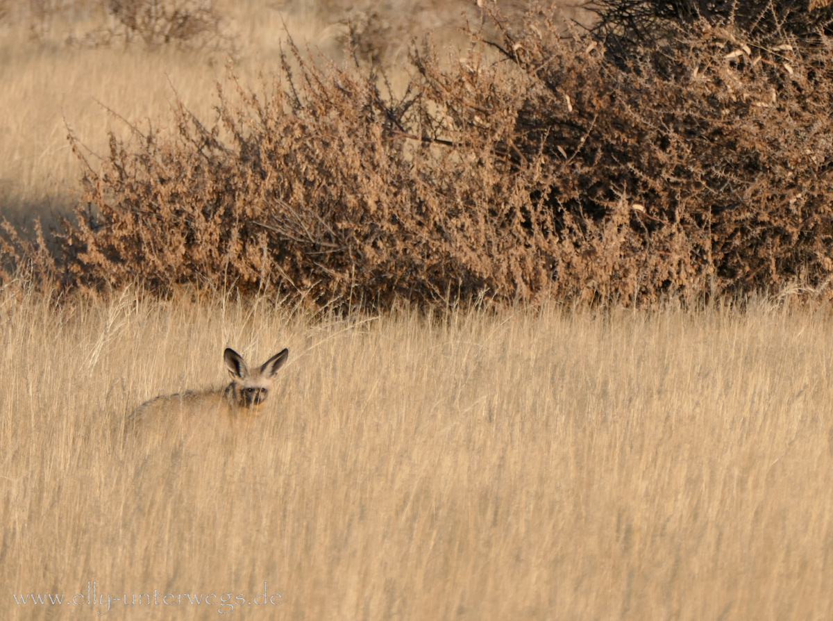 Hammerstein-Namibia-94.jpg