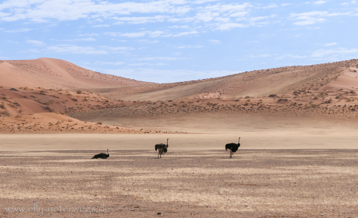 Sossusvlei-Deadvlei-117.jpg