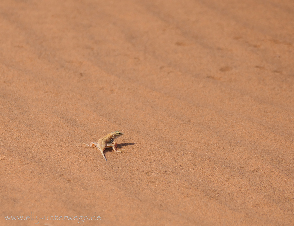 Sossusvlei-Deadvlei-73.jpg