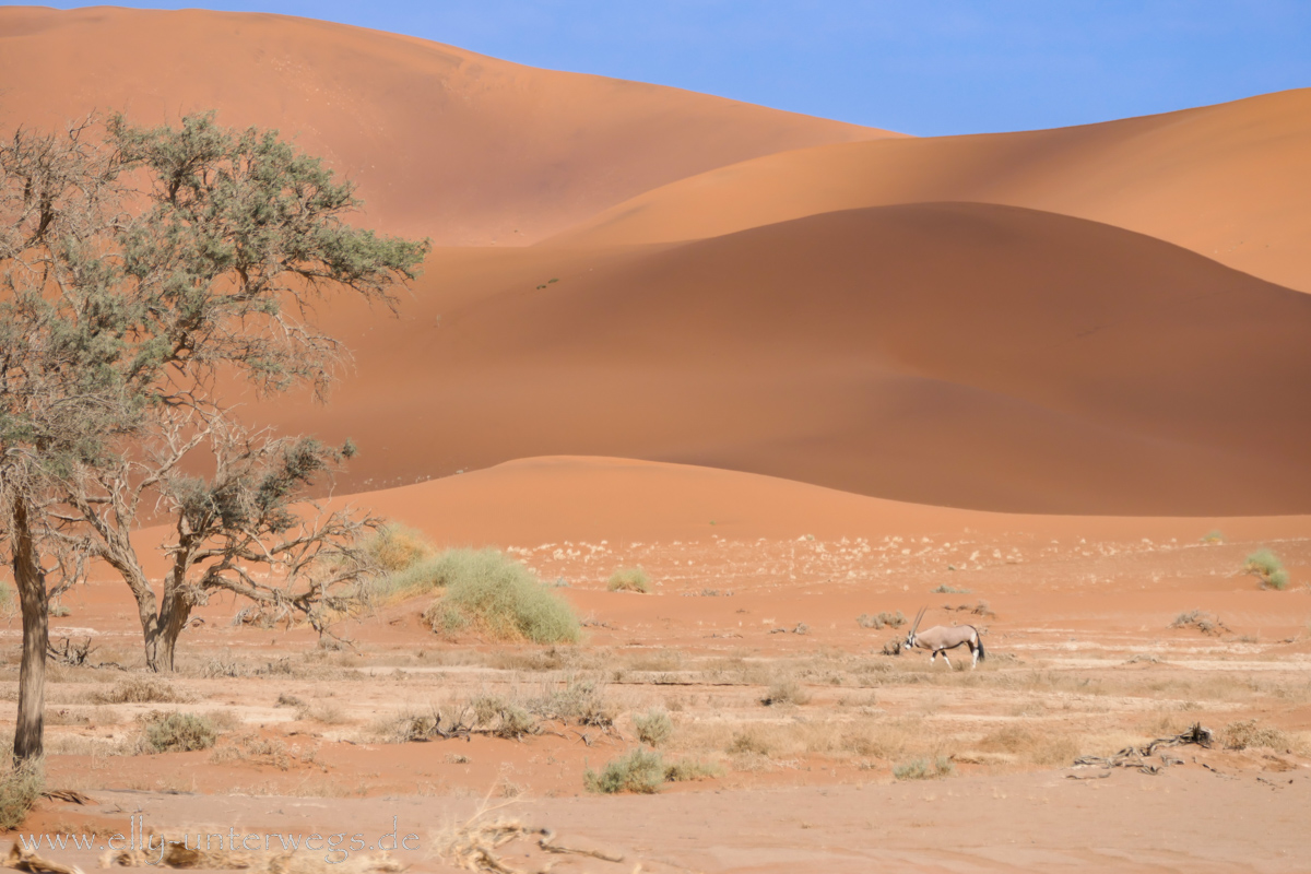 Sossusvlei-Deadvlei-90.jpg