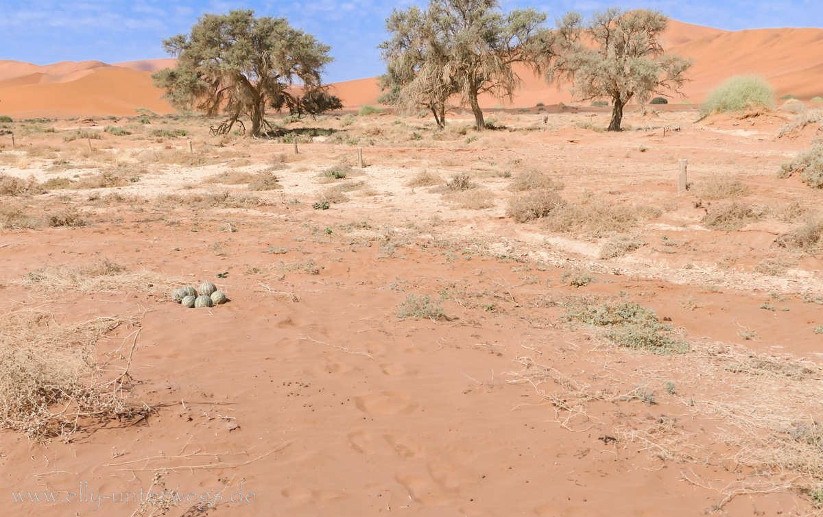 Sossusvlei-Deadvlei-93.jpg