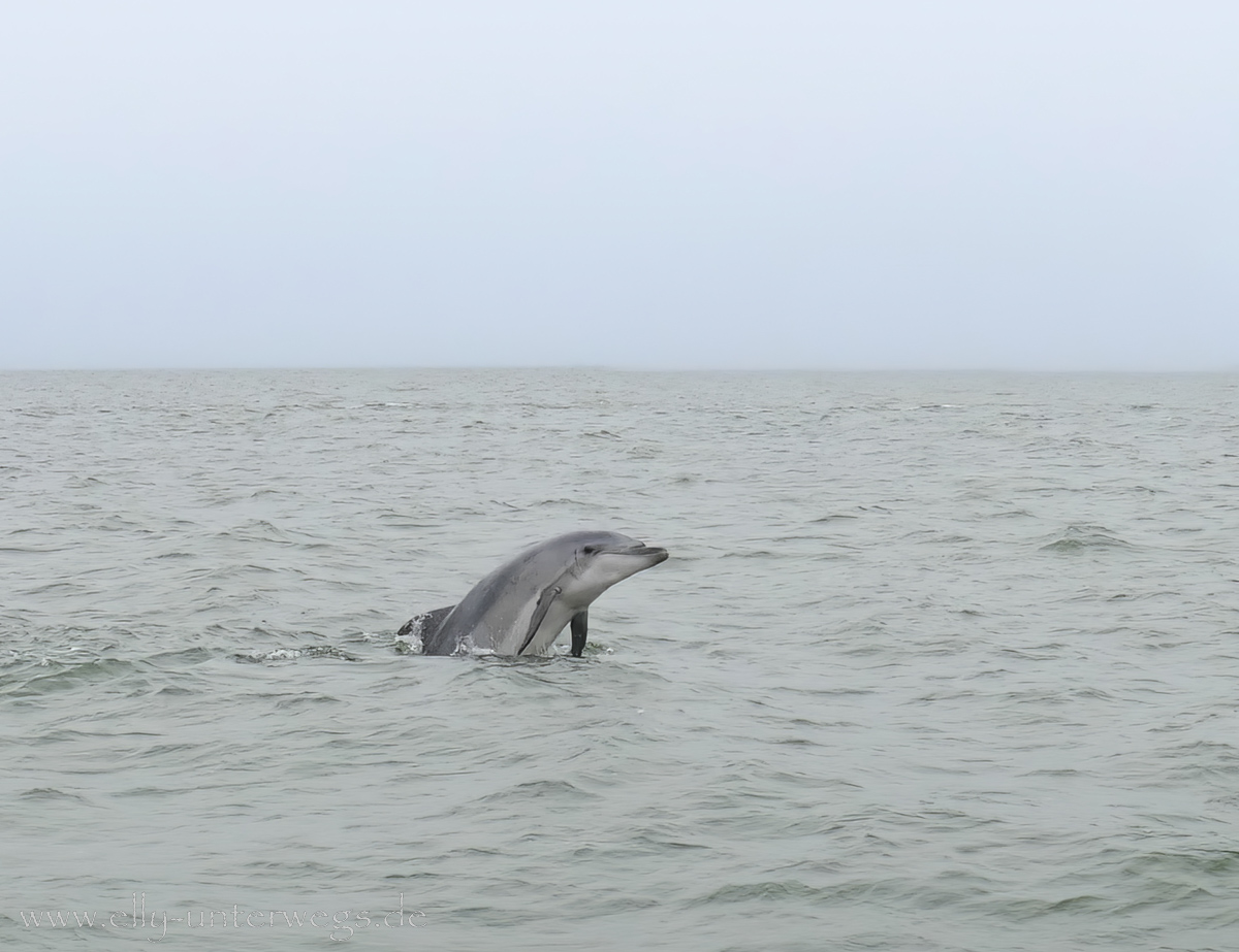 Delphin vor der Küste von Walvis Bay