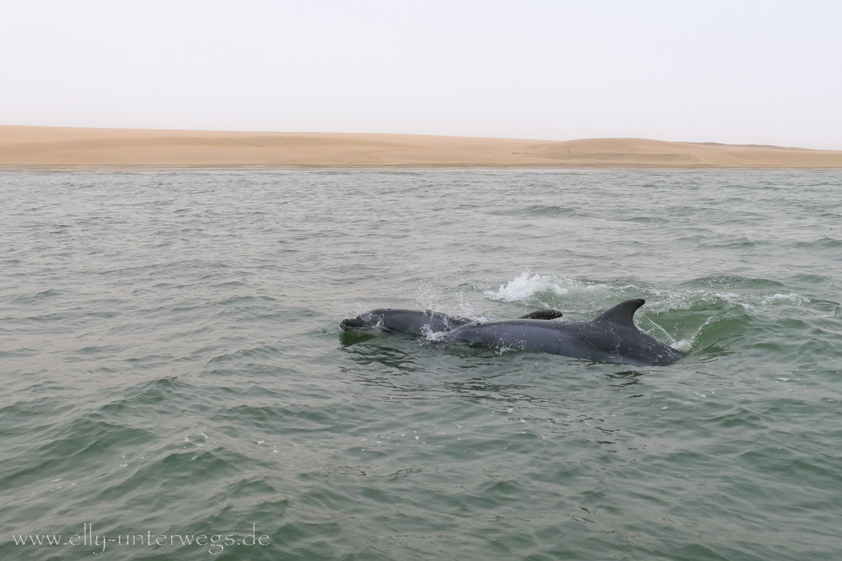 Swakopmund-Bootsfahrt-154.jpg