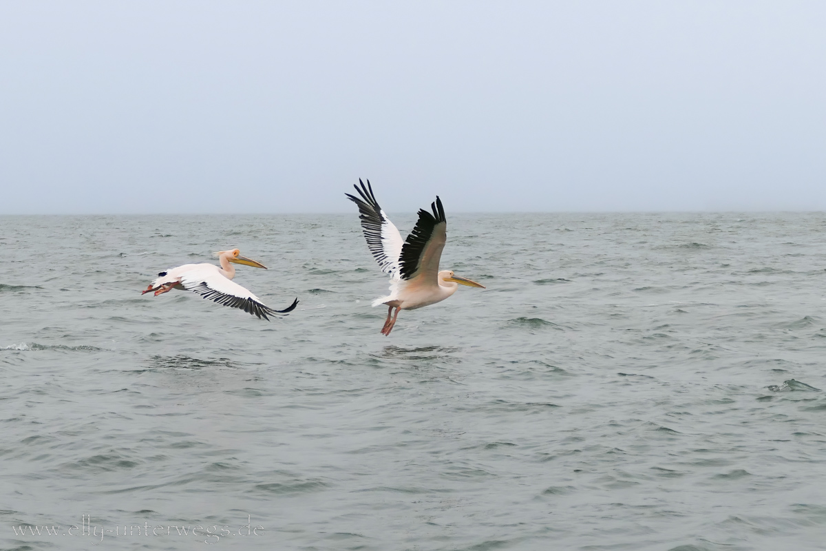 Swakopmund-Bootsfahrt-158.jpg