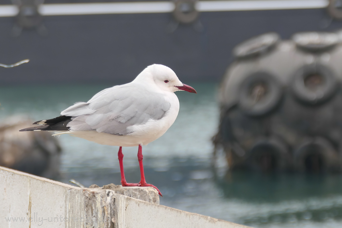 Swakopmund-Bootsfahrt-288.jpg