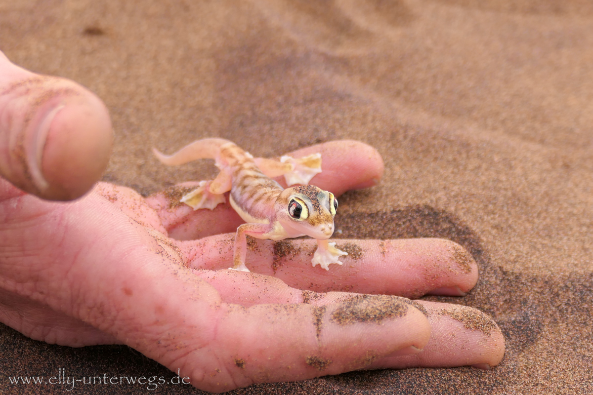 Swakopmund-Desert-Little5-117.jpg