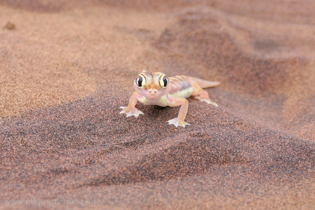 Swakopmund-Desert-Little5-122.jpg