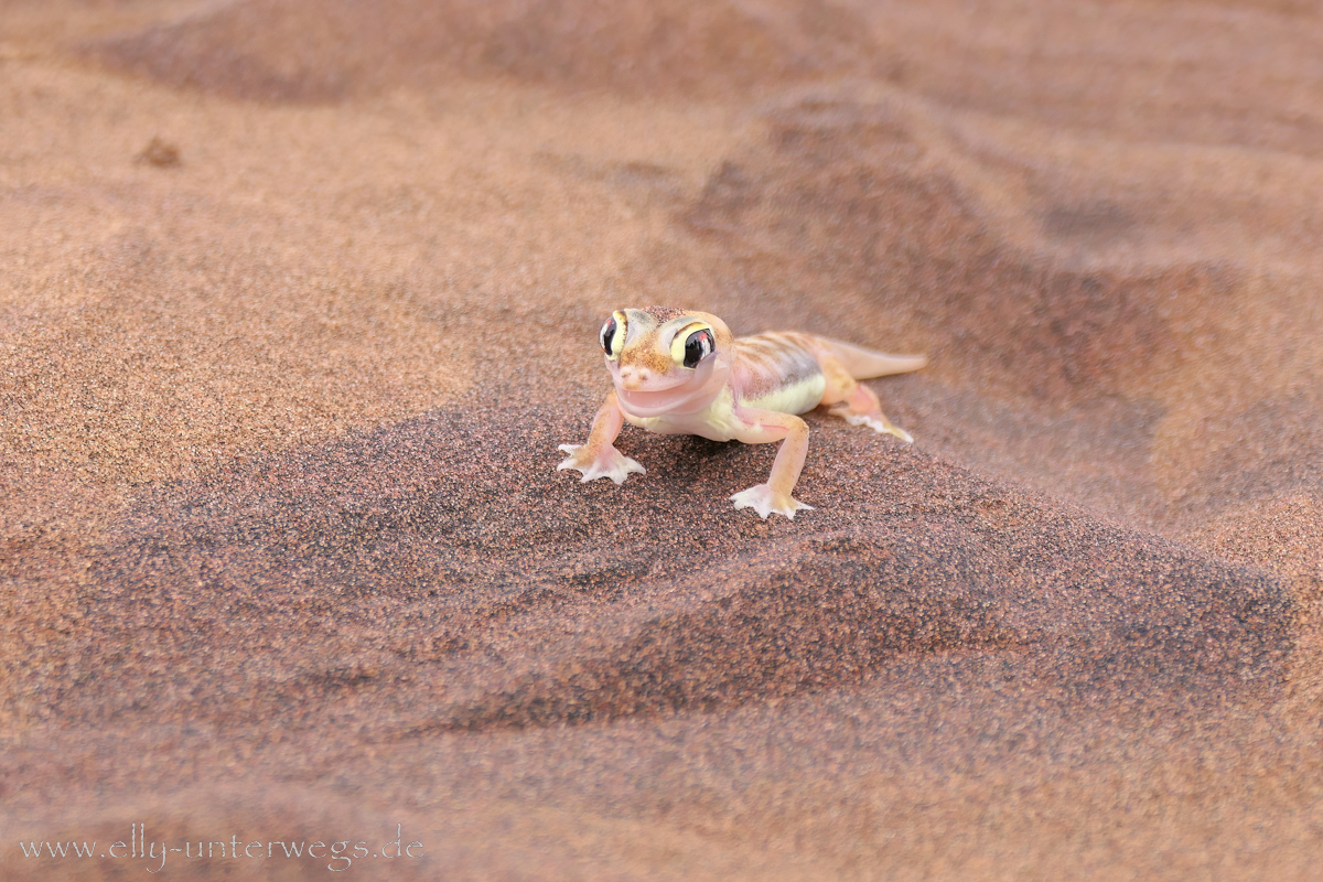 Ein Namibgecko in der Wüste zwischen Walvis Bay und Swakopmund